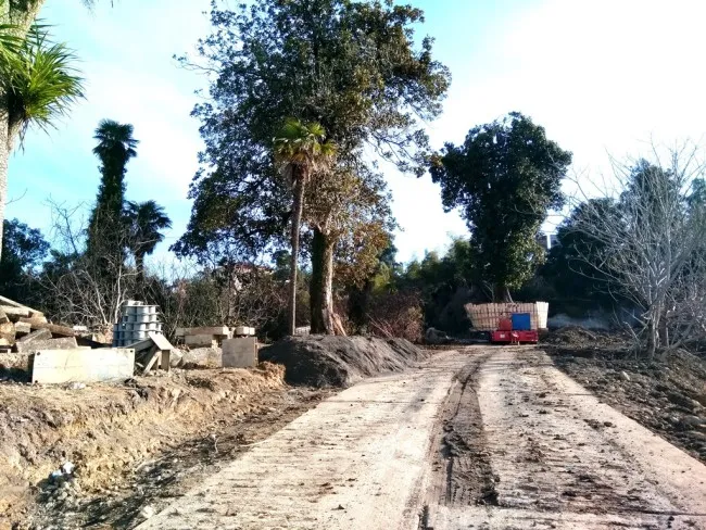 Многолетние деревья готовы к отправке в дендропарк Бидзины Иванишвили 12 Деревья выбранные Бидзиной Иванишвили готовятся к отправке