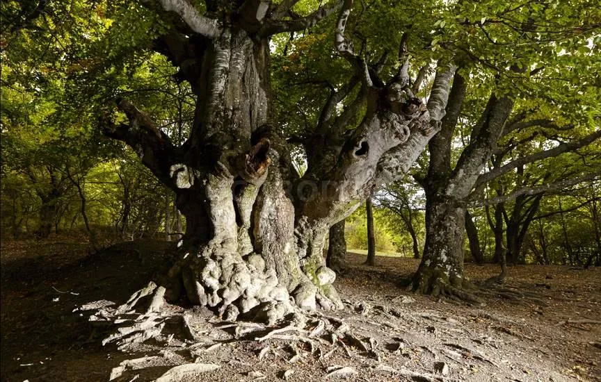 В Гурии при транспортировке пострадал 250-летний бук 7 В Гурии при транспортировке пострадал 250-летний бук