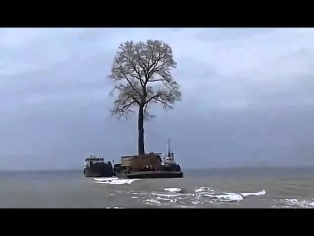 СМИ: знаменитое тюльпанное дерево не выжило в парке Иванишвили 5 sddefault 1 дендрарий дендрарий