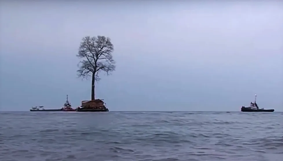 Зеленые мечты грузинского олигарха 4 Tree4 2 дендрарий дендрарий