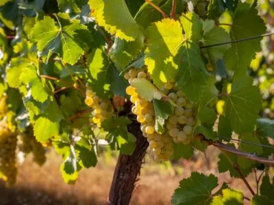 В Грузии, для выращивания винограда в коммерческих целях потребуется разрешение 3 vinograd новости вино, виноград, законопроект, Национальное агентство по вину