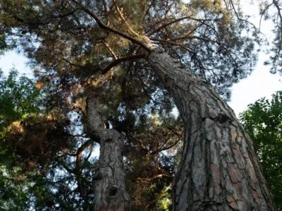 “Две реальности”: губящая политика Тбилиси в отношении зеленых зон 8 img 20250721 133656 269 общество featured, Каха Каладзе, мэрия Тбилиси, тбилиси