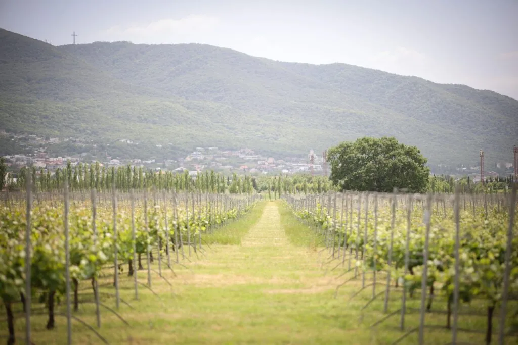 vinogradnikiiiii новости Ассоциация фермеров Грузии, сельское хозяйство, фермерство