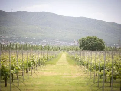 vinogradnikiiiii новости виноград, грузинское вино, Леван Мехузла