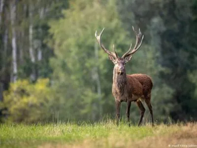 67294766 403.jpg Deutsche Welle олень