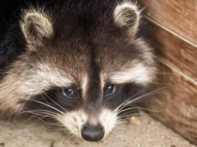 f1194c50 c730 11f0 8972 5f2920eb6402.jpg Новости BBC енот