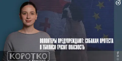 konji shorts thumbnale youtube 5 общество featured, riot dog, бродячие собаки, протестные собаки, протесты в Грузии
