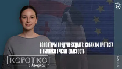 konji shorts thumbnale youtube 5 SOVA-блог riot dog, бродячие собаки, протестные собаки, протесты в Грузии