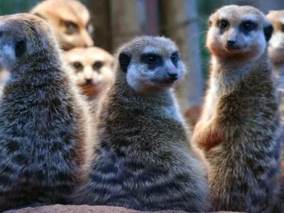 Люди похожи на сурикатов, но им далеко до калифорнийских хомячков. Ученые опубликовали рейтинг моногамии животных 3 07fae860 d4f7 11f0 a007 739e5205f9d4.jpg Новости BBC сурикаты