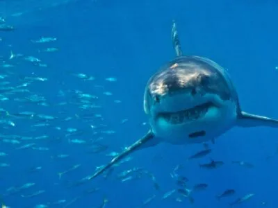 2d959090 df36 11f0 b67b 690eb873de1b.jpg Новости BBC акула