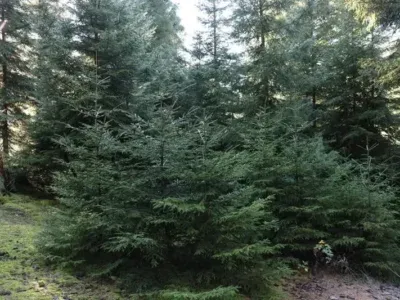 Минохраны окружающей среды призывает не срубать незаконно елки к Новому году 6 nadzvi новости елки, Министерство охраны окружающей среды и сельского хозяйства, новогодние елки, новогодняя елка