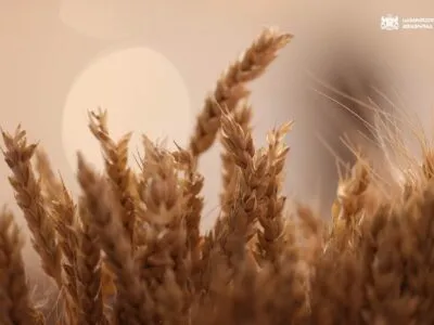 ЮНЕСКО внесла «грузинскую культуру пшеницы» в список нематериального культурного наследия 5 pshenica.jpg 2 новости грузинская пшеница, Грузия-ЮНЕСКО, Ираклий Кобахидзе