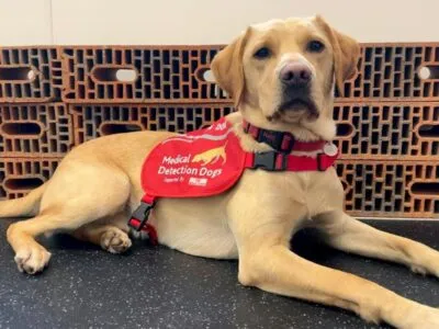 92e02920 fac9 11f0 92f0 7514a316844b.jpg Новости BBC щенок