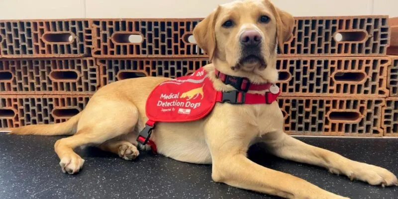 92e02920 fac9 11f0 92f0 7514a316844b.jpg Новости BBC щенок