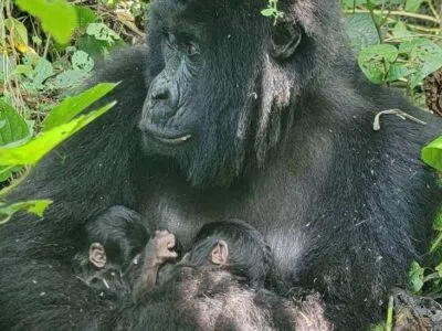 fa2e8c30 ebc3 11f0 b385 5f48925de19a.jpg Новости BBC гориллы