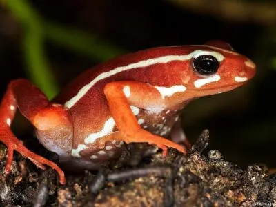 75991627 403.jpg Deutsche Welle Алексей Навальный, древесная лягушка, лягушка-древолаз, отравление Навального, яд лягушки-древолаза