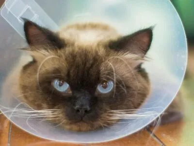 Кошки могут помочь найти новые подходы к лечению рака у человека 2 f1568790 0da9 11f1 9fe5 57999fe11004.jpg Новости BBC кошки, рак, раковое заболевание