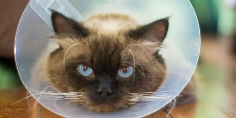 Кошки могут помочь найти новые подходы к лечению рака у человека 1 f1568790 0da9 11f1 9fe5 57999fe11004.jpg Новости BBC кошки, рак, раковое заболевание