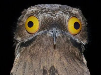 В поисках «птицы-призрака» Южной Америки 12 2a50cbe0 1175 11f1 ba61 2b399c307393.jpg Новости BBC Маурисио Сильвера