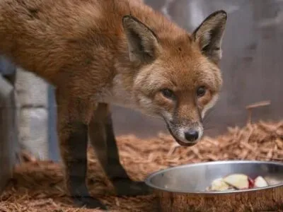 301af9d0 1e2a 11f1 ae25 5d55e47d8760.jpg Новости BBC лис