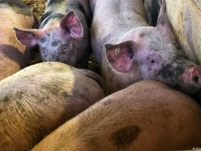 64048240 403.jpg Deutsche Welle забой скота