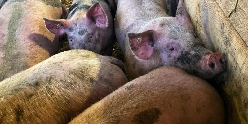 64048240 403.jpg Deutsche Welle забой скота