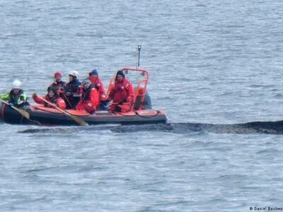 76583227 403.jpg Deutsche Welle горбатый кит, Кит