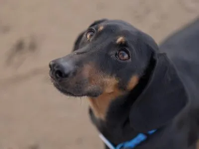 Ученые: собака стала лучшим другом человека гораздо раньше, чем считалось прежде 7 826b3980 2900 11f1 be8b 2136d1c912ba.jpg Новости BBC графство Сомерсет, собака