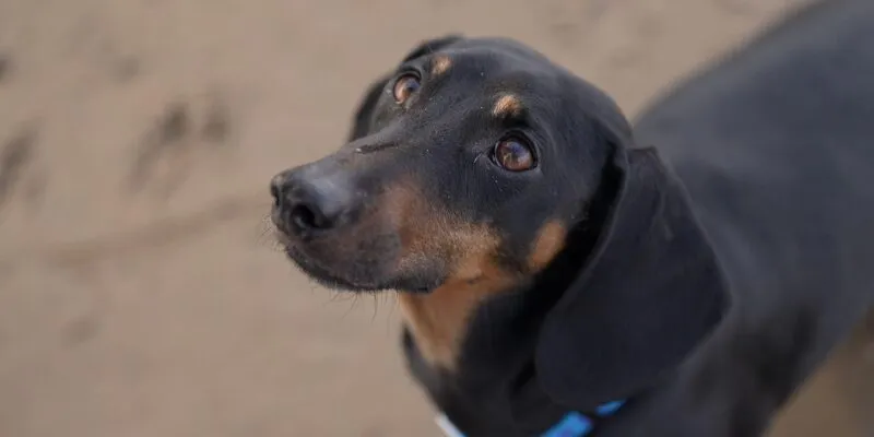 826b3980 2900 11f1 be8b 2136d1c912ba.jpg Новости BBC графство Сомерсет, собака