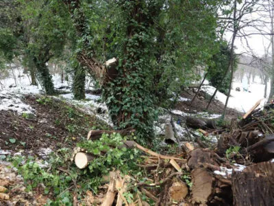 Ботанический сад в Тбилиси временно закрыт для посетителей 5 botanikuri1 новости снегопад, Тбилисский ботанический сад