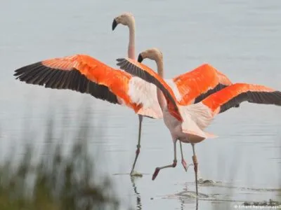 76000482 403.jpg Deutsche Welle фламинго