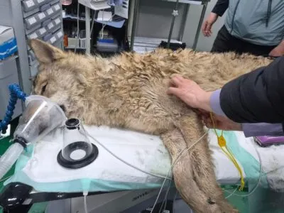 abeccb00 39f1 11f1 92bc b9005df71ed3.jpg BBC News Русская служба волк