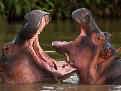 Два «кокаиновых бегемота» запечатлены в естественной среде обитания на озере возле тематического парка «Хасиенда Наполес», бывшего частного зоопарка наркобарона Пабло Эскобара, в Дорадале, Колумбия, 19 апреля 2023 года.