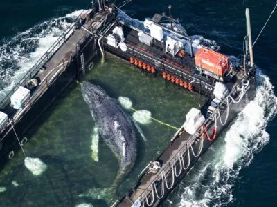 Горбатый кит внутри баржи