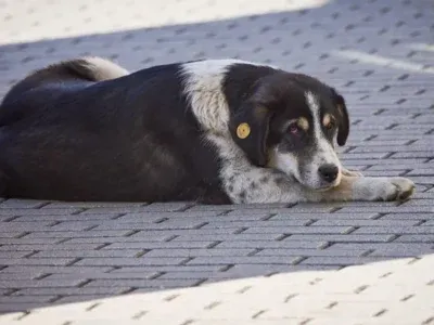 sobaka новости бездомные собаки, бродячие собаки, собаки в Грузии