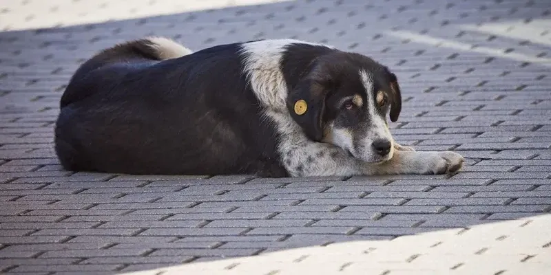 sobaka новости бездомные собаки, бродячие собаки, собаки в Грузии