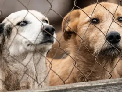 sobaki новости бездомные собаки, бродячие собаки, Национальное агентство продовольствия, собаки в Грузии