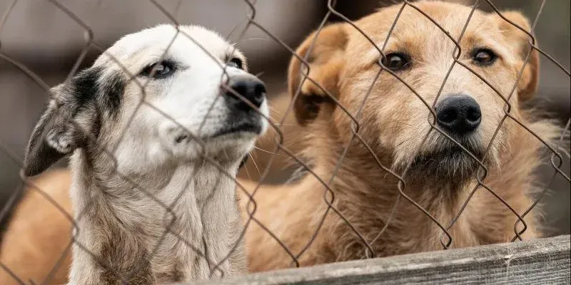 sobaki новости бездомные собаки, бродячие животные, зооприют, Национальное агентство продовольствия