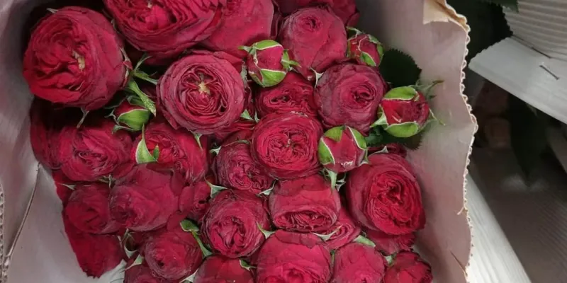 Armenia Exports First Batch of Flowers to UAE Amid Russian Embargo 1 armenian flowers shipped to uae 20260720 144233 News